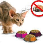 Как почистить уши кошке в домашних условиях? 1638995903_17-koshka-top-p-koshka-otkazivaetsya-ot-yedi-18-min