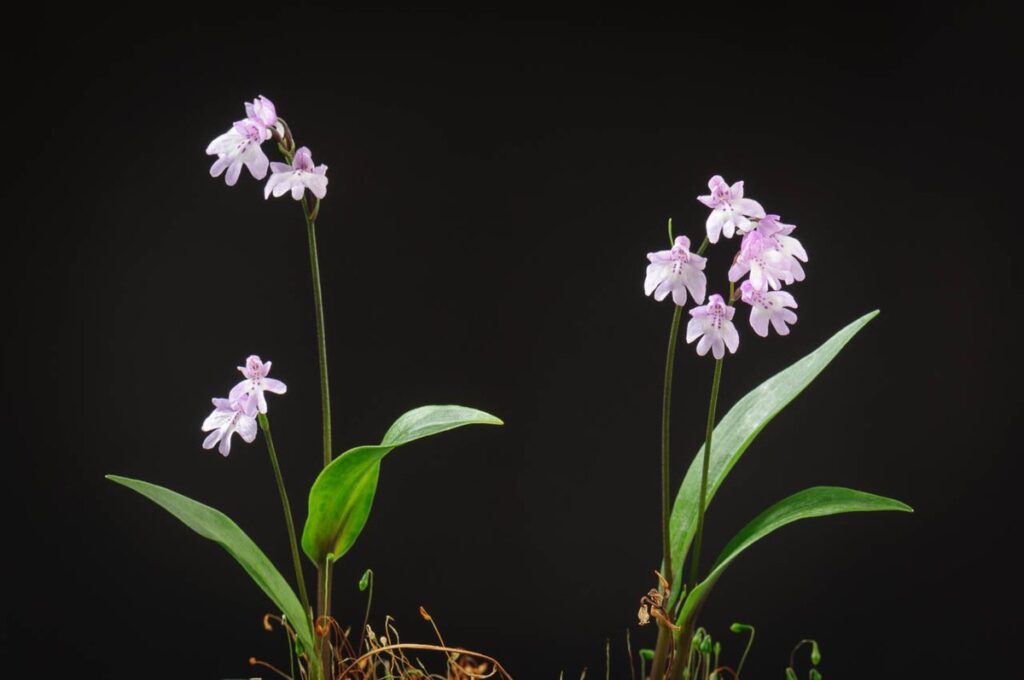 Амитостигма (Amitostigma)