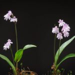 Как сделать зелёное удобрение из крапивы? Амитостигма (Amitostigma)-min
