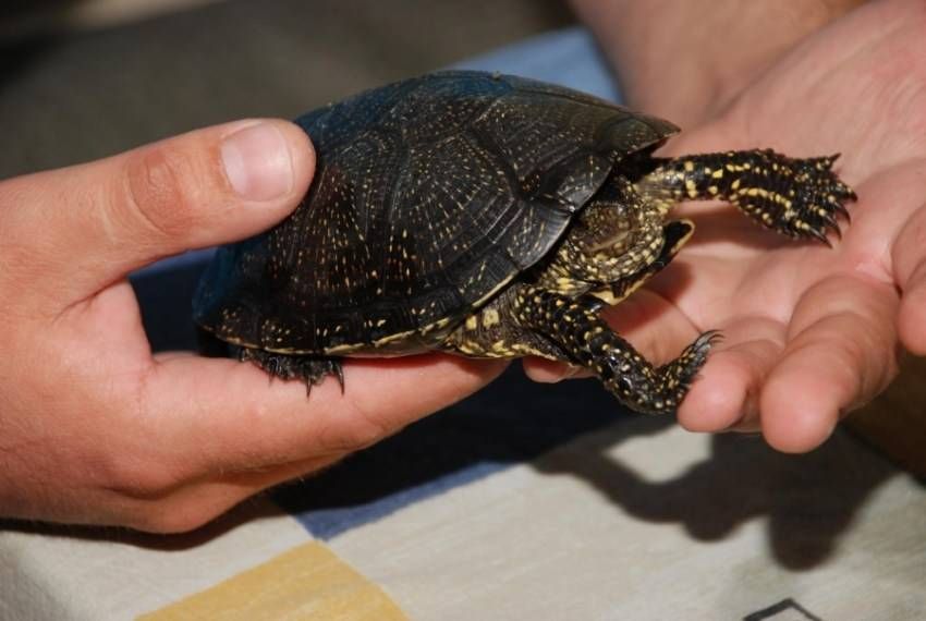 Какие черепахи подходят для содержания в квартире?