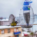 Чем кормить диких птиц круглый год дозатор-min