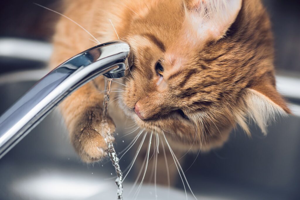 Можно ли коту давать воду из-под крана?