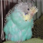 Как часто попугаи меняют перья? линька-min