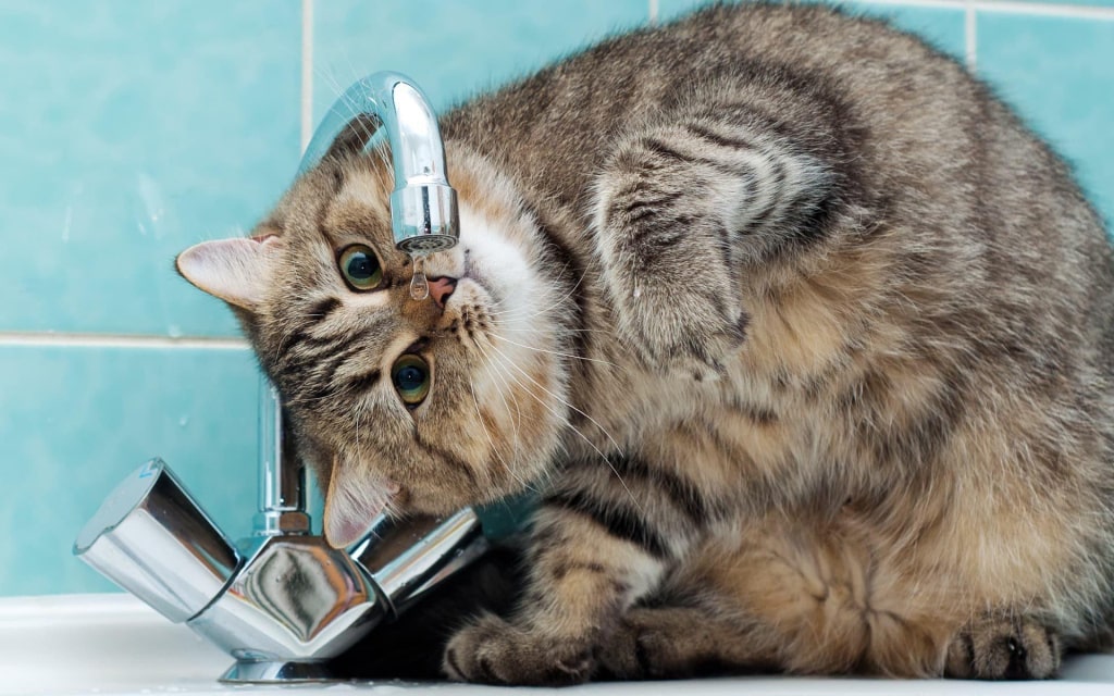 Можно ли коту давать воду из-под крана?