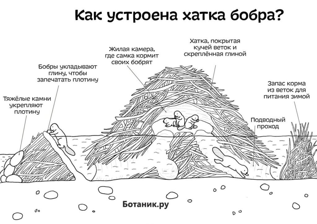 Бобр-место обитания и образ жизни