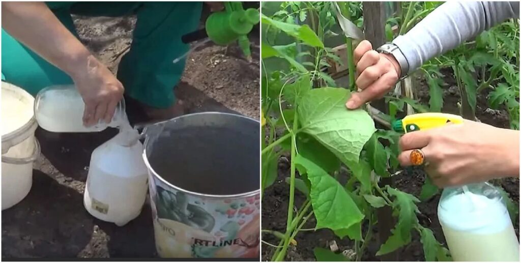 Для чего поливают огурцы молоком с йодом?