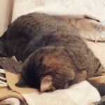 Как почистить уши кошке в домашних условиях? scale_1200-min